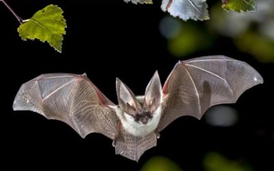 Animation chauve -souris